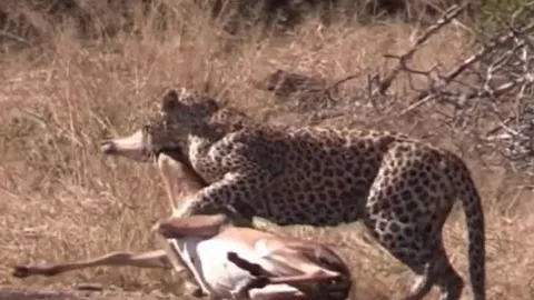 CLIP: Bị báo đốm ngoạm chặt cổ, linh dương vẫn thoát chết ngoạn mục nhờ sự xuất hiện của linh cẩu