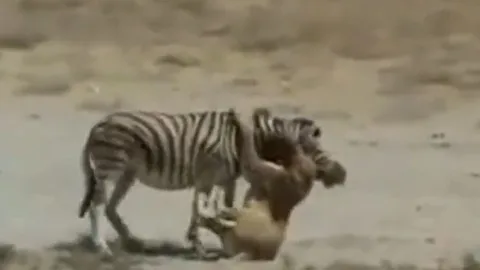 CLIP: Bị sư tử ngoạm chặt cổ, ngựa vằn vẫn có màn 'lật kèo' đáng ngưỡng mộ
