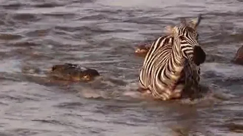 CLIP: Vượt sông bị cá sấu cắn trúng chân, ngựa vằn vẫn khiến kẻ đi săn 'ôm hận'