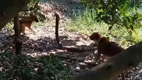 CLIP: 2 con chó nhà hợp sức tấn công rắn hổ mang 'khủng' và cái kết