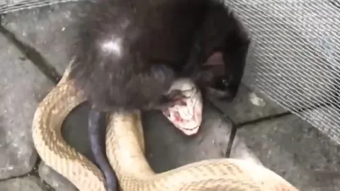 CLIP: Bị nhốt chung với chuột, rắn hổ mang lâp tức gặp 'ác mộng'