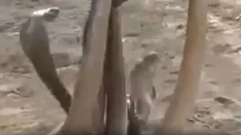 CLIP: 'Ớn lạnh' trước màn đại chiến của 4 con rắn hổ mang 