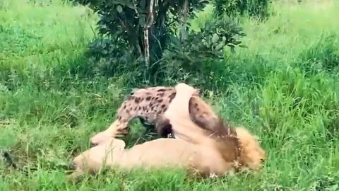 CLIP: Linh cẩu ăn phải 'gan hùm', đại chiến với sư tử và cái kết gây chú ý