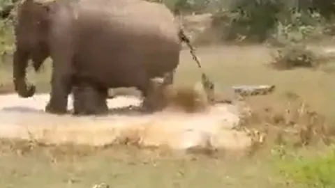 CLIP: Tấn công voi con, cá sấu suýt bỏ mạng vì phải hứng chịu cơn thịnh nộ của voi mẹ