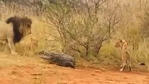 CLIP: Bị đàn sư tử truy sát, cá sấu có màn phản đòn khiến đối thủ 'bẽ mặt'