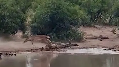 CLIP: Đang uống nước, linh dương Impala bị cá sấu tập kích và cái kết