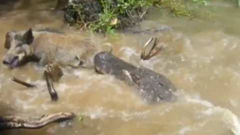 CLIP: Ớn lạnh trước cảnh cá sấu đoạt mạng trước mặt du khách