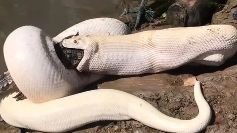 CLIP: Rùng mình trước cảnh trăn Miến Điện bạch tạng tóm gọn rồi nuốt chửng cá sấu