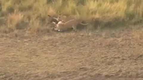 CLIP: Vừa thoát khỏi cá sấu, ngựa vằn đã lập tức bị sư tử tập kích và cái kết gây chú ý