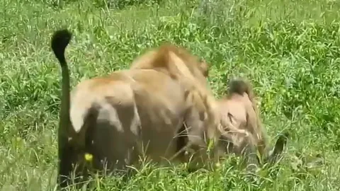 CLIP: Sư tử 'tung chiêu độc', đoạt mạng linh dương đầu bò trong vòng 'một nốt nhạc'