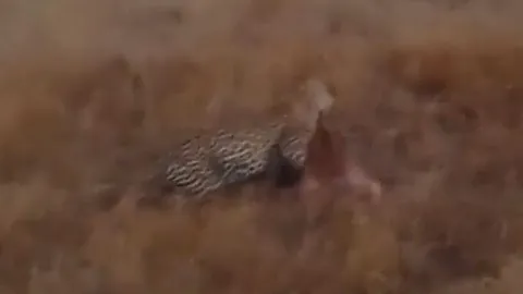 CLIP: Báo hoa mai lao vào cướp mồi của bầy chó hoang châu Phi rồi lao như bay lên cây