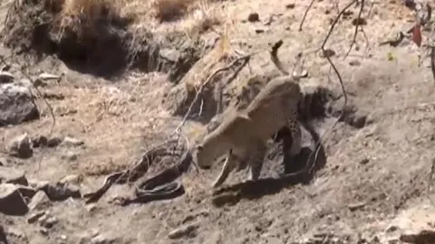 CLIP: Báo hoa mai 'tung chiêu', tóm gọn trăn đá châu Phi trong vòng '1 nốt nhạc'