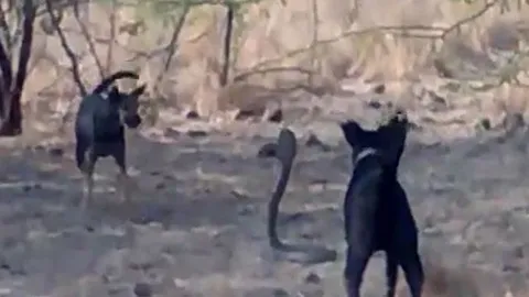 CLIP: 2 con chó nhà đại chiến với rắn hổ mang chúa 'khủng' và cái kết