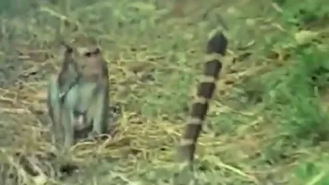 CLIP: Khỉ dở bài nhây trêu ngươi rắn hổ mang chúa và cái kết