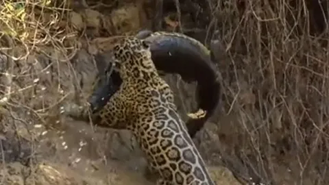 CLIP: Báo đốm phi thân xuống sông săn cá sấu Caiman và cái kết