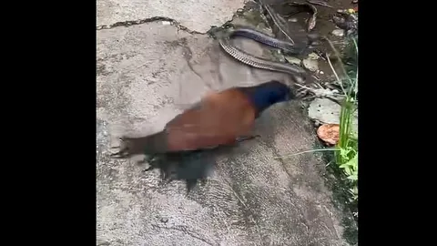 CLIP: Màn săn mồi chớp nhoáng của bìm bịp, rắn hổ hành bỏ mạng trong tích tắc