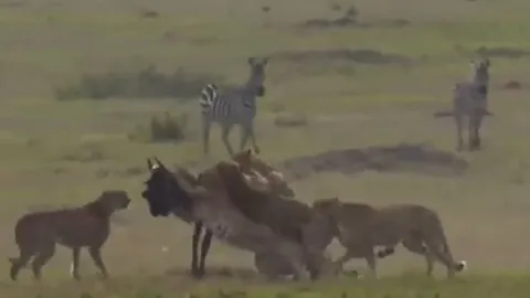 CLIP: Linh dương đầu bò một mình tử chiến với đàn báo săn và cái kết dễ đoán