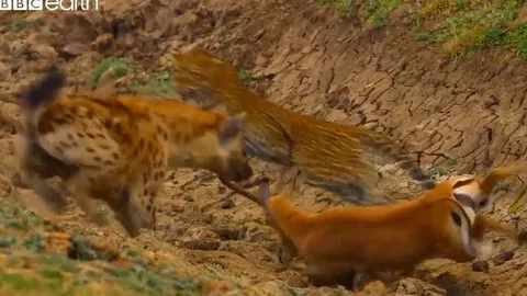 CLIP: Bị báo săn tóm được, linh dương Impala vẫn thoát chết ngoạn mục nhờ sự xuất hiện của linh cẩu