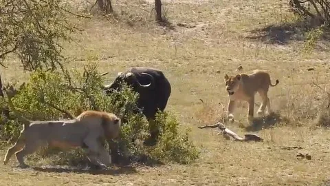 CLIP: 'Ná thở' xem cuộc chiến tay ba giữa trâu rừng, sư tử và cá sấu
