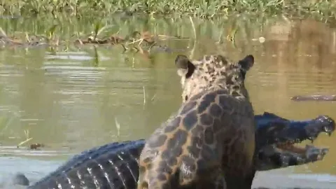 CLIP: Báo đốm phi xuống sông săn cá sấu Caiman và cái kết
