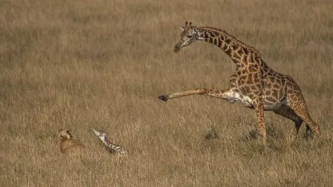 CLIP: Hươu cao cổ mẹ chật vật chống chọi với sư tử để bảo vệ con non