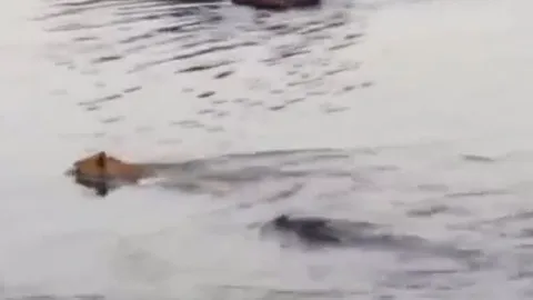 CLIP: Đang vượt sông, sư tử bị cá sấu đớp cho rớt hàm
