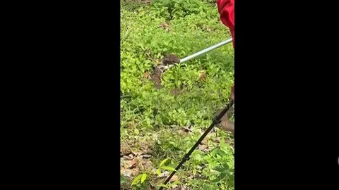 CLIP: Rắn hổ mang chúa hung hăng tấn công khi bị vây bắt