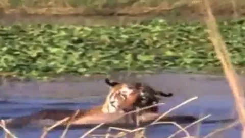 CLIP: Đói quá hóa liều, hổ xuống nước giành mồi với chúa tể đầm lầy và cái kết khó đoán