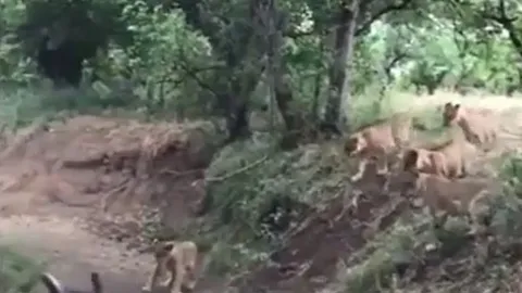 CLIP: Phát hiện đồng bọn bị đàn sư tử tấn công, lửng mật lao lại ứng cứu và cái kết