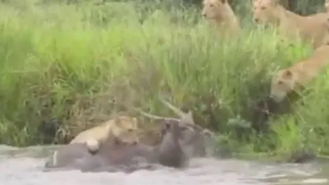 CLIP: Đàn sư tử lao xuống nước truy sát linh dương và cái kết khiến người xem 'sốc' nặng