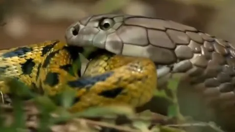 CLIP: Đụng độ rắn hổ mang chúa 'khủng', trăn gấm nhận cái kết đầy đau đớn