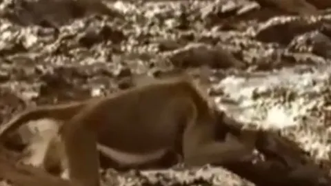 CLIP: Bị cá sấu táp trúng đầu, khỉ đầu chó vẫn thoát chết ngoạn mục nhờ 'vị cứu tinh'