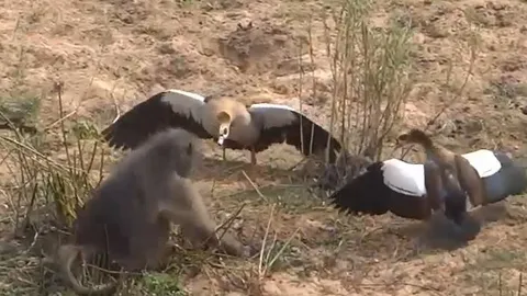 CLIP: Bị cướp mất trứng, cặp ngỗng Ai Cập điên cuồng tấn công khỉ đầu chó và cái kết