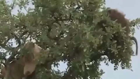 CLIP: Sư tử leo lên cây săn khỉ đầu chó và cái kết gây chú ý