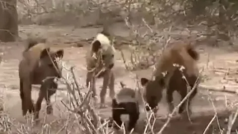 CLIP: Một mình đối đầu với một con linh cẩu, lửng mật vẫn thắng thế ngoạn mục 