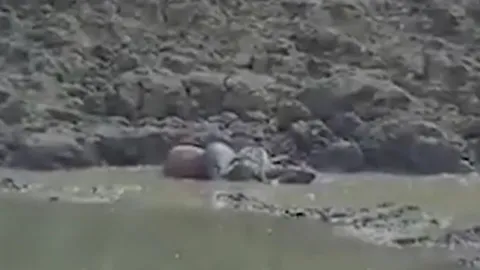 CLIP: Trăn 'khủng' từ dưới nước tung cú đớp chết chóc, đoạt mạng nai trong chớp mắt