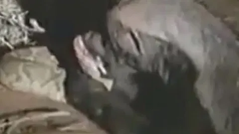 CLIP: Chủ động tấn công rắn tử thần, lửng mật ngất xỉu vì trúng độc và cái kết khiến người xem 'sốc' ngang