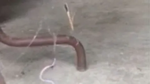 CLIP: Rơi vào bẫy của nhện lưng đỏ, rắn đen bụng đỏ nhận cái kết khó đoán