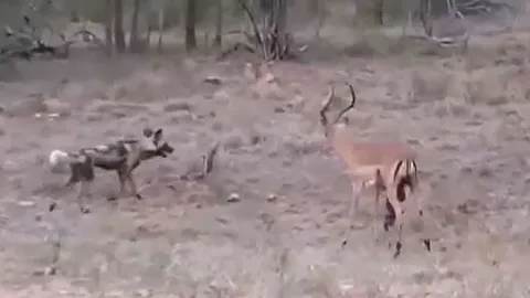 CLIP: Bị chó hoang châu Phi moi ruột, linh dương Impala vẫn đứng dậy chống trả và cái kết
