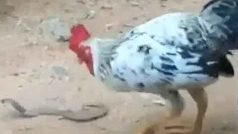 CLIP: Trông thấy rắn hổ mang chúa, gà trống có hành động khiến người xem 'choáng ngợp'