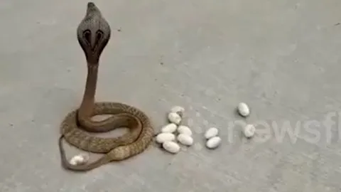 CLIP: 'Rùng mình' trước cảnh rắn hổ mang đẻ trứng giữa đường phố