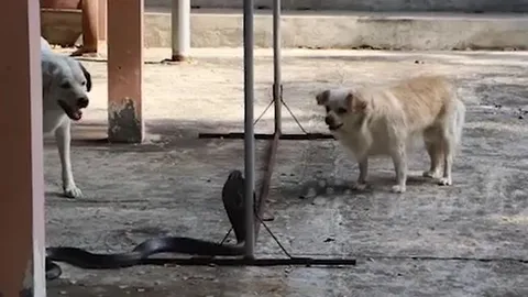 CLIP: Rắn hổ mang chúa và chó nhà đối đầu, đâu mới là kẻ chiến thắng?