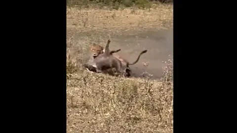 CLIP: Lợn bướu thoát chết ngoạn mục trước nanh vuốt tử thần