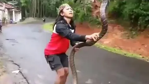 CLIP: Cô gái dùng tay không bắt rắn hổ mang chúa dài 3m và cái kết khiến người xem 'sốc' nặng
