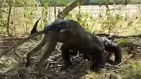 CLIP: Rồng Komodo tóm gọn rồi nuốt chửng khỉ trong vòng 'một nốt nhạc'