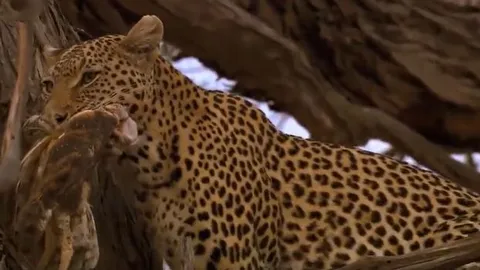 CLIP: 'Đói quá hóa liều', báo hoa mai gặm nát gốc cây để săn cú mèo