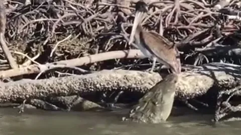 CLIP: Đi săn bồ nông, cá sấu phải đón nhận cái kết đầy xấu hổ