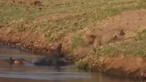 CLIP: Thấy cá sấu đang mukbang, báo hoa mai cũng muốn góp mặt nhưng thái độ của 'chủ nhà' mới gây chú ý