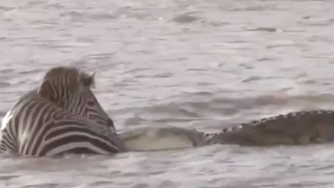 CLIP: Bị cá sấu cắn vào chân, ngựa vằn nổi điên cắn kẻ đi săn và cái kết gây chú ý