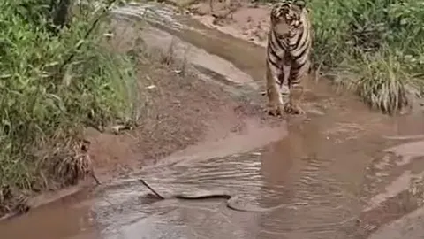 CLIP: Đụng độ rắn hổ mang, hổ làm ra hành động khiến người xem 'sốc'